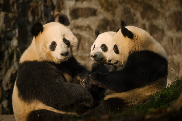 istock Three Chengdu Giant Pandas Fighting 1362882676
