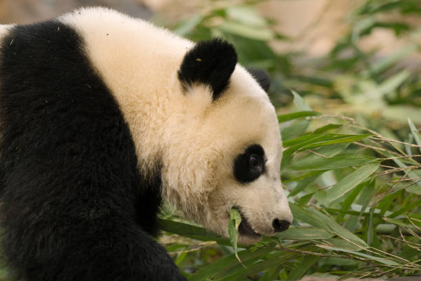 Chengdu Giant Panda eating bamboo