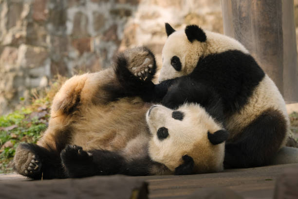 istock Two Chengdu Giant Pandas Fighting with each other 1362883391