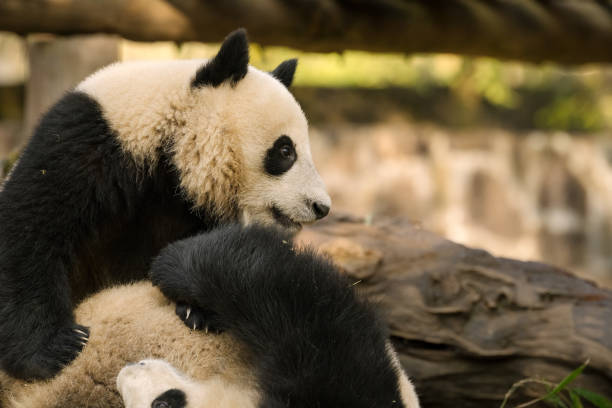 istock Two Chengdu Giant Pandas Fighting with each other 1362883422