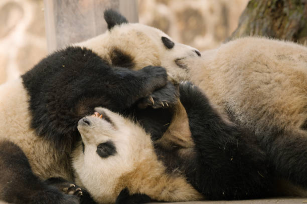 istock Two Chengdu Giant Pandas Fighting with each other 1362883428