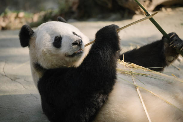 istock Chengdu Giant Panda eating bamboo 1362883716