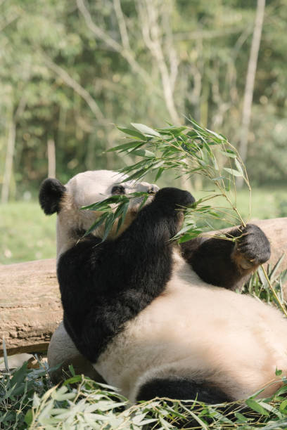 istock Chengdu Giant Panda eating bamboo 1362883725