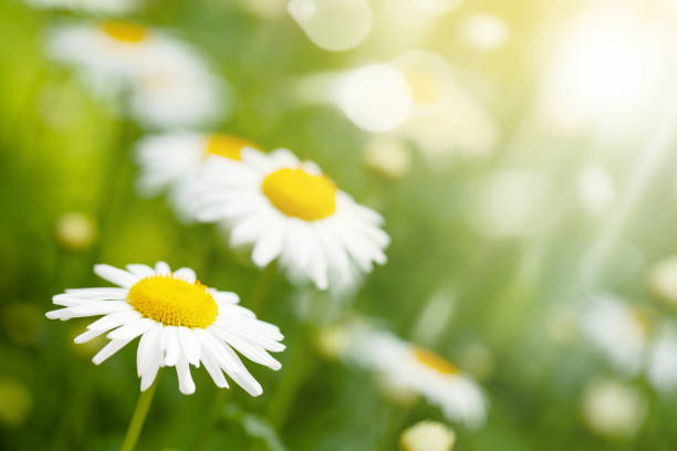istock Spring chamomile flowers field. Sunny summer field 1362884960
