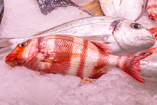 Fish Market at Mercado Central (Central Market) in Valencia, Spain