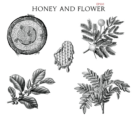 Honey and flower hand draw vintage engraving style black and white clipart isolated on white background