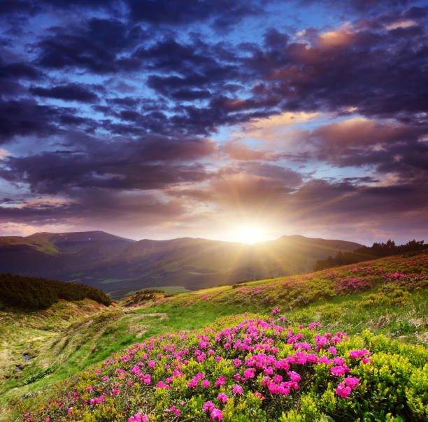 flower - mountain sunset heaven flower imagens e fotografias de stock