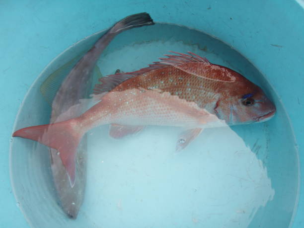 istock Red sea bream fish body photography 1362888228