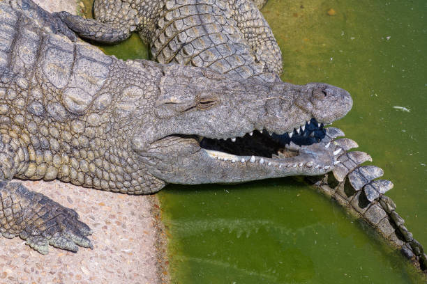 istock The face and tail of a nile crocodile 1362888416