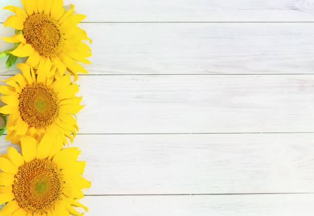 istock yellow sunflowers lined in a row on a light wooden background, space for text. 1362888628
