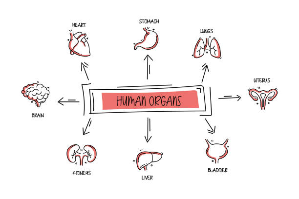 Human Organs and Anatomy Related Objects and Elements. Hand Drawn Vector Doodle Illustration Collection. Hand Drawn Icons Set. Human Organs and Anatomy Related Objects and Elements. Hand Drawn Vector Doodle Illustration Collection. Hand Drawn Icons Set. human organs stock illustrations