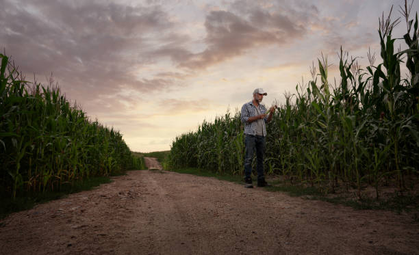 istock Farmer checking the quality of his corn field 1362888800