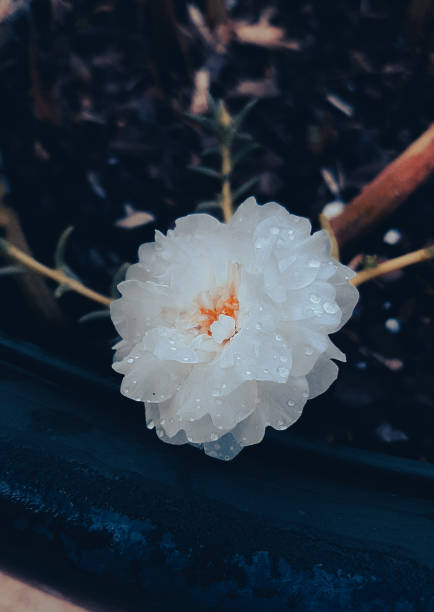 White spring flower at daybreak stock photo