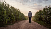istock Farmer checking the quality of his corn field 1362890046