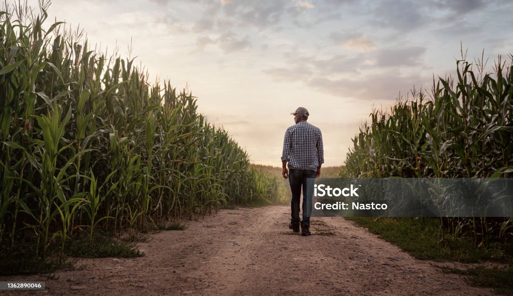 Farmer checking the quality of his corn field Farmer checking the quality of his corn field at the sunset with copy space Agriculture Stock Photo