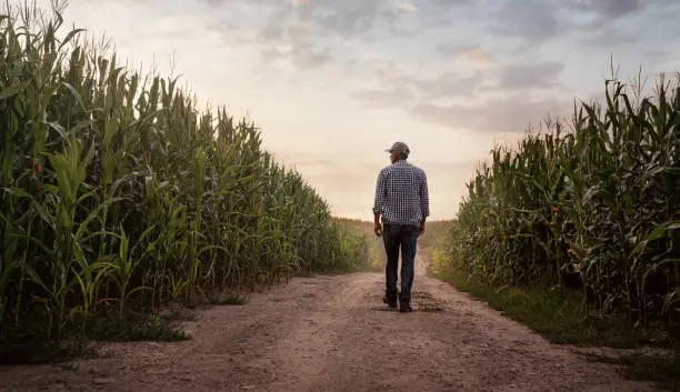 Farmer checking the quality of his corn field at the sunset with copy space