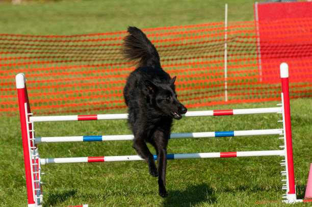 istock Belgian Sheepdog jumping hurdle 1362890324