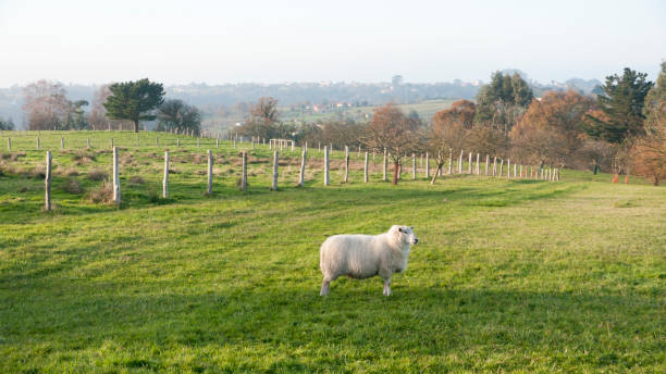 istock White sheep in a green field 1362891639