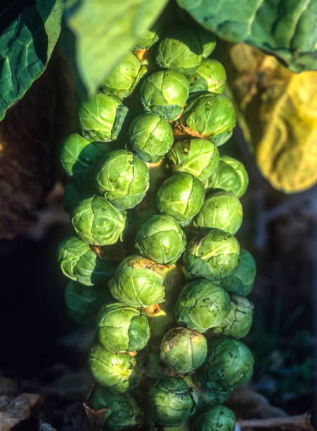 Vegetables: Brussels Sprouts