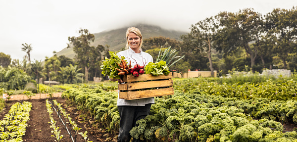 Carrying fresh vegetables from farm to table. Cheerful young female chef smiling at the camera while carrying a crate full of freshly picked vegetables in an agricultural field.