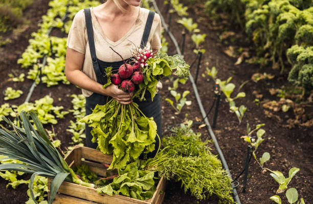 istock Gardener holding freshly picked vegetables in her garden 1362893002