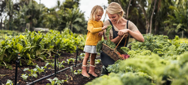 uśmiechnięta mama zbierająca świeży jarmuż z córką - gardening zdjęcia i obrazy z banku zdjęć