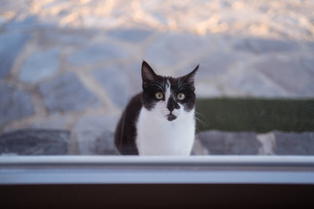 istock Young black and white cat looking through glass door 1362893707