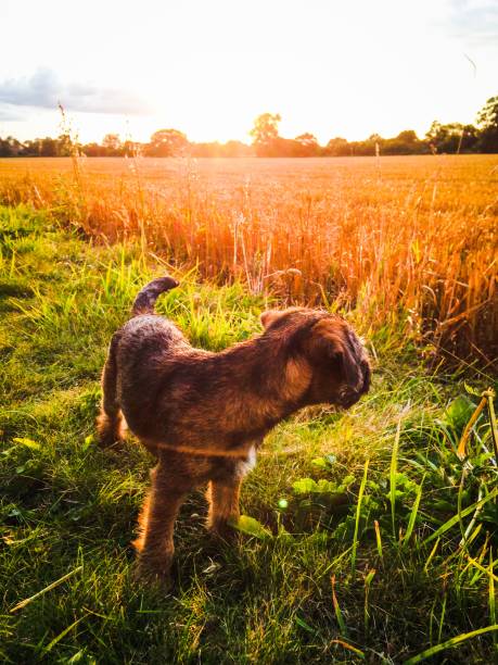 istock Puppy dog walk with sunset over the fields 1362894646