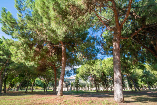Pine Tree at Turia Riverbed Park (Jardín del Turia - Tramo VIII) in Valencia, Spain
