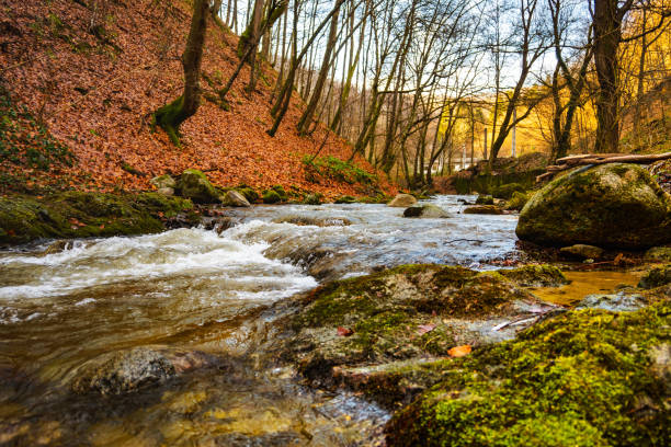 Mountain forest. Autumn colors. Stones covered with moss in the mountain river. Wild vegetation.