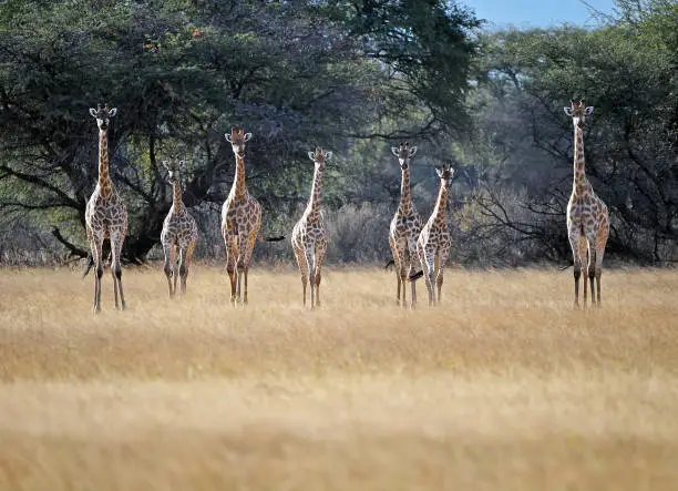 Herd of attentive and alert Giraffe in a line in Hwange National Park, Zimbabwe. The Zambesi river forms a natural boundary between Zambia, Zimbabwe and Botswana where wildlife can be found in the nature reserves and national parks but most notable is Hwange National Park just to the east in Zimbabwe