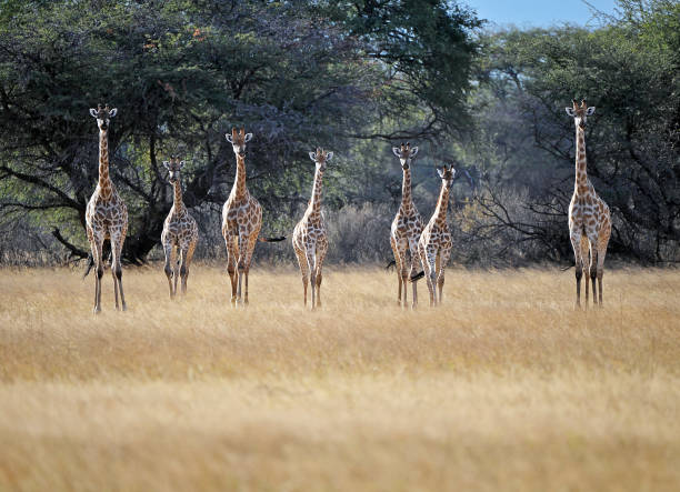 herd of attentive and alert giraffe in a line in hwange national park, zimbabwe - zimbabwe imagens e fotografias de stock