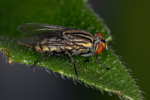 House fly (Musca domestica) on flowering plant