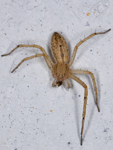 istock Adult Female Running Crab Spider 1362896049