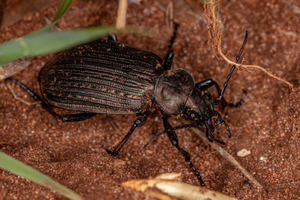 Adult Caterpillar hunter Beetle Adult Caterpillar hunter Beetle of the genus calosoma carabina stock pictures, royalty-free photos & images