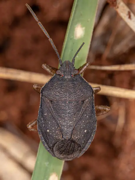 Adult Stink Bug of the species Stictochilus tripunctatus