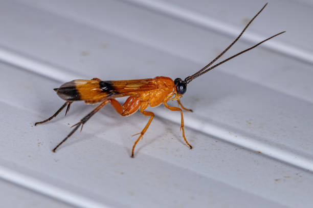 istock Adult Ichneumonid Wasp 1362896299