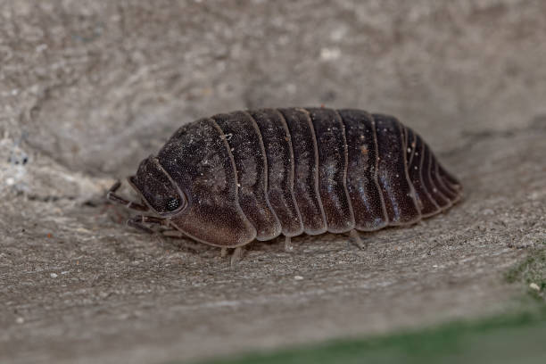 istock Little Sea Pill Woodlouse 1362896301