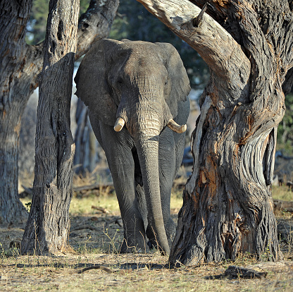 Old trunks - a bull elephant stands between ancient tree trunks in Hwange National Park, Zimbabwe. The Zambesi river forms a natural boundary between Zambia, Zimbabwe and Botswana where wildlife can be found in the nature reserves and national parks of which Hwange is the best known to the east in Zimbabwe