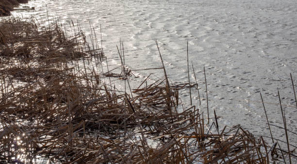 istock Reeds by a small lake with warm light and reflections in the water surface 1362896601