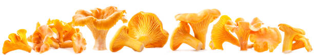 chanterelle de cogumelos selvagens comestíveis (cantharellus cibarius) - chanterelle edible mushroom gourmet uncultivated - fotografias e filmes do acervo