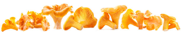 съедобные дикие грибы лисички (cantharellus cibarius) - chanterelle edible mushroom gourmet uncultivated стоковые фото и изображения