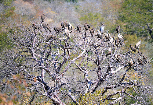 Vultures and Storks share a treetop, Zambesi River, Victoria Falls and Zambesi National Park. The Zambesi river forms a natural boundary between Zambia, Zimbabwe and Botswana where  wildlife can be found in the nature reserve and national park but most notable is the largest curtain of falling water in the world, Victoria Falls that has cut a deep zig-zag gorge through the underlying rock to create a dramatic scene known to tourists the world over