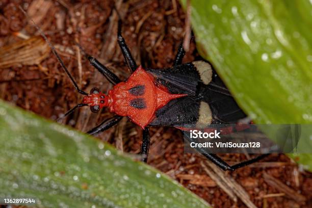 Adult Assassin Bug Stock Photo - Download Image Now - Animal, Animal Wildlife, Arthropod