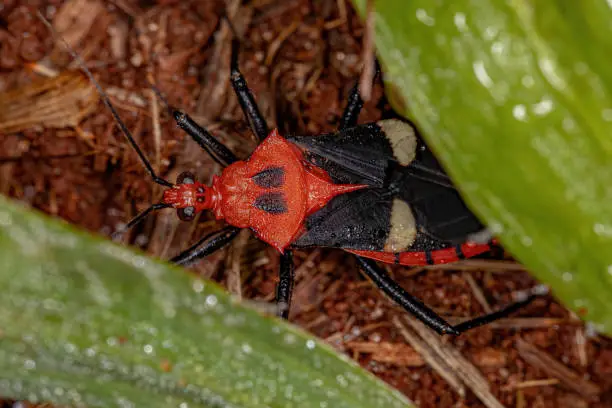 Adult Assassin Bug of the species Neivacoris steini