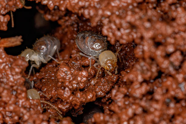 Small Worker Termites Small Worker Termites of the Epifamily Termitoidae building a termite mound by manipulating wet earth termite queen stock pictures, royalty-free photos & images