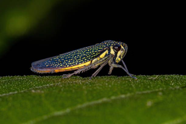 istock Adult Sharpshooter Insect 1362897736