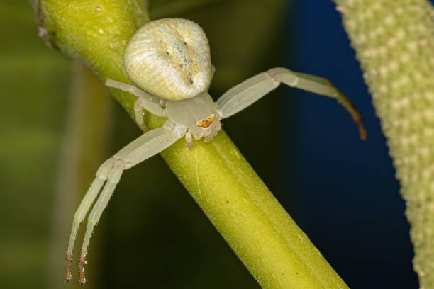 istock Adult Female Crab Spider 1362897894