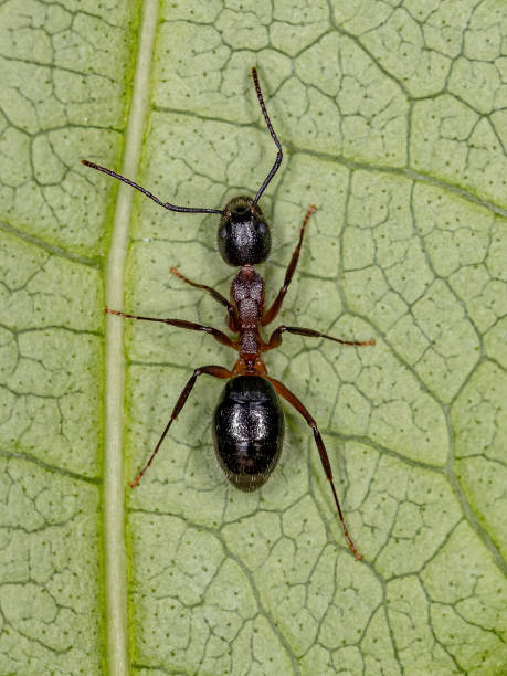 fourmi odorante adulte - wood ant photos et images de collection