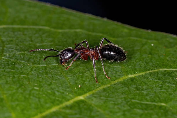 istock Adult Odorous Ant 1362898028